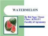 Watermelon - Dưa hấu