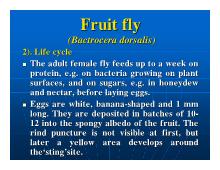 Đề tài Fruit fruit fly (bactrocera dorsalis)