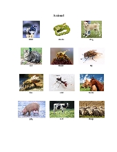 Từ điển tiếng Anh bằng hình ảnh - Động vật