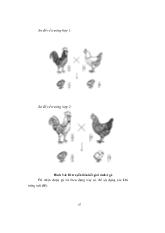 Di truyền liên kết giới tính ở gà