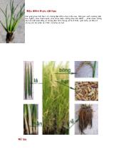 Đặc điểm sinh vật học về cây lúa