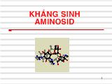 Bài giảng Kháng sinh aminosid
