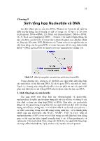 Bài giảng Sinh tổng hợp Nucleotide và DNA