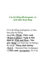 Các hệ thống Hydroponic và cách thức hoạt động