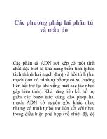 Các phương pháp lai phân tử và mẫu dò