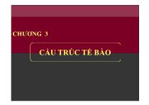 Cấu trúc tế bào