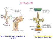 Cơ chế tổng hợp ARN