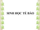 Đại cương cấu trúc, chức năng của tế bào