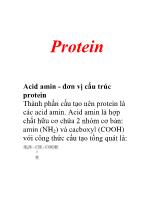 Đề tài Protein