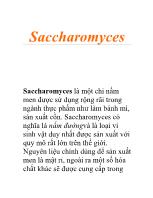 Đề tài Saccharomyces