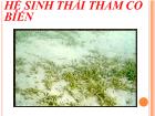 Hệ sinh thái thảm cỏ biển