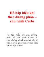 Hô hấp hiếu khí theo đường phân – chu trình Crebs