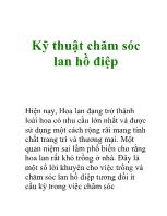 Kỹ thuật chăm sóc lan hồ điệp