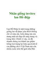 Nhân giống invitro lan Hồ điệp