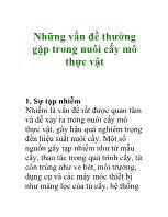 Những vấn đề thường gặp trong nuôi cấy mô thực vật