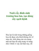 Nuôi cấy đỉnh sinh trưởng hoa lan, tạo dòng cây sạch bệnh