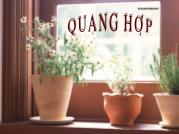 Sơ lược về quang hợp