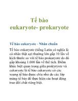 Tế bào eukaryote- Prokaryote