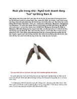 Nuôi yến trong nhà - Nghề kinh doanh đang 