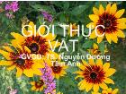 Bài giảng Giới thực vật