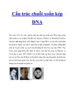 Cấu trúc chuỗi xoắn kép DNA