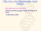 Cấu trúc của Ribonucleic Acid (RNA)