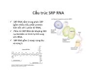 Cấu trúc SRP RNA