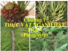 Chương 1 Thực vật ngành hạt trần (pinophyta)