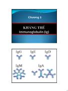 Chương 3 Kháng thể Immunoglobulin (Ig)