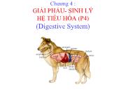 Chương 4: Giải phẩu - Sinh lý hệ tiêu hóa (Phần 4)