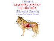 Chương 4: Giải phẩu- Sinh lý hệ tiêu hóa