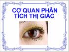 Cơ quan phân tích thị giác