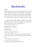 Dấu vân tay DNA