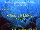 Động vật không xương - Ngành sứa lược