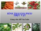 Hình thái giải phẫu thực vật