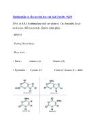 Thành phần và cấu tạo hoá học của Axit Nuclêic -ADN