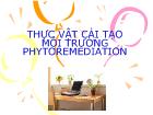 Thực vật cải tạo môi trường phytoremediation