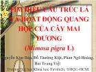 Tìm hiểu cấu trúc lá và họat động quang hợp của cây mai dương (Mimosa Pigra L)