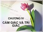 Bài giảng Chương IV: Cảm giác và tri giác