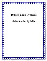 10 biện pháp kỹ thuật thâm canh cây Mía