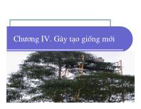 Bài giảng Điều tra rừng - Chương IV: Gây tạo giống mới