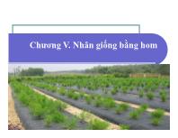 Bài giảng Điều tra rừng - Chương V: Nhân giống bằng hom