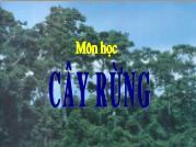 Bài giảng môn học thực vật rừng