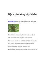 Bệnh chổi rồng cây Nhãn