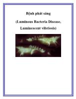 Bệnh phát sáng (Luminous Bacteria Disease, Luminescent vibriosis)
