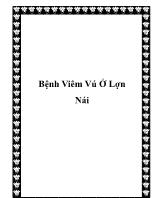 Bệnh viêm vú ở lợn nái