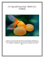 Cá vàng mắt bong bóng - Bubble Eye Goldfish