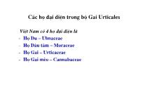 Các họ đại diện trong bộ Gai Urticales