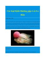 Các loại bệnh thường gặp ở cá La Hán
