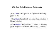 Các loài đại diện trong Betulaceae